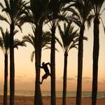 Climbing palm trees - Spain